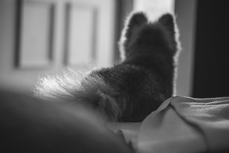 An Indoor Lady - Manni Guards the Front Door - 20140625-manni-02