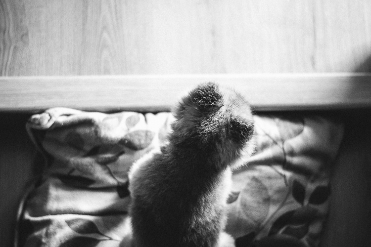 An Indoor Lady - Manni Guards the Front Door - 20140625-manni-04