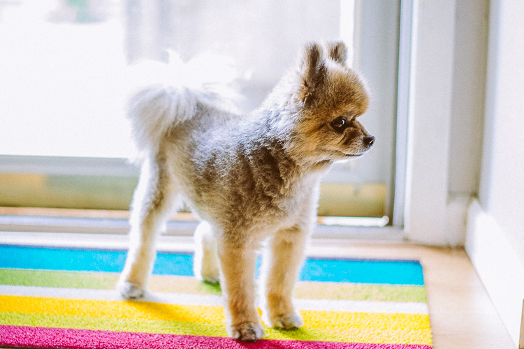 An Indoor Lady - Manni Guards the Front Door - 20140625-manni-05