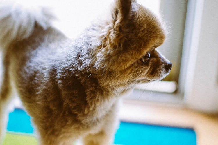 An Indoor Lady - Manni Guards the Front Door - 20140625-manni-06