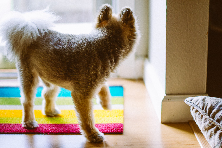 An Indoor Lady - Manni Guards the Front Door - 20140625-manni-07