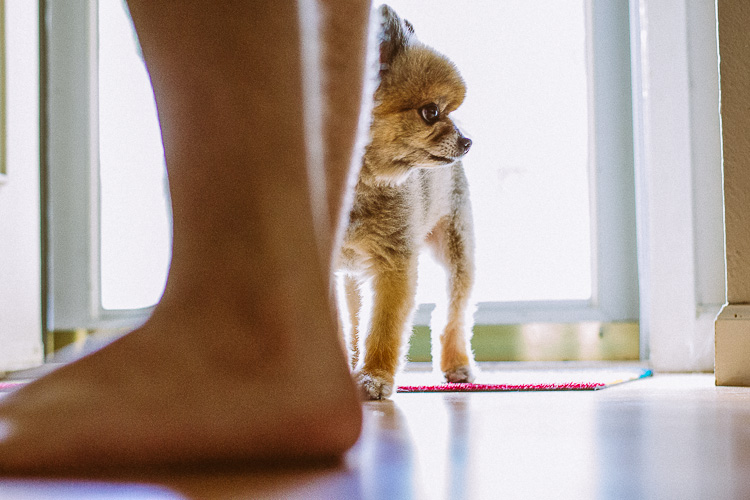 An Indoor Lady - Manni Guards the Front Door - 20140625-manni-08