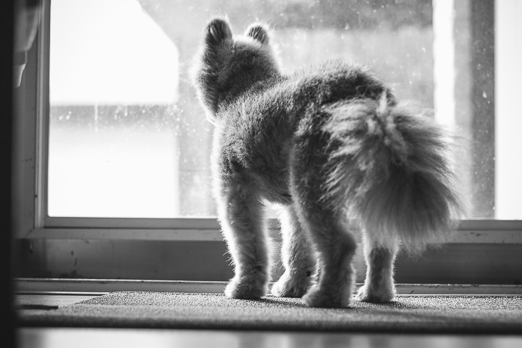 An Indoor Lady - Manni Guards the Front Door - 20140625-manni-09