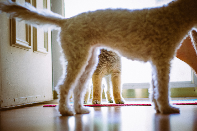An Indoor Lady - Manni Guards the Front Door - 20140625-manni-10